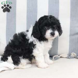 Pepper, Cavapoo Puppy