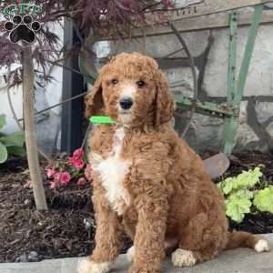 Logan, Goldendoodle Puppy