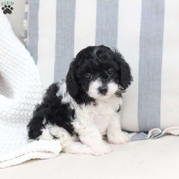 Pepper, Cavapoo Puppy