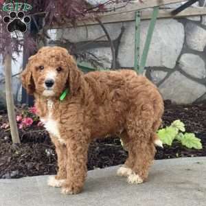 Logan, Goldendoodle Puppy