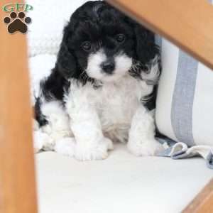 Pepper, Cavapoo Puppy