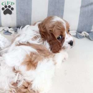 Ginger, Cavapoo Puppy