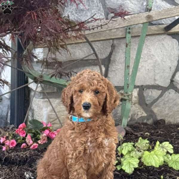 Lacey, Goldendoodle Puppy