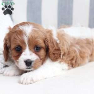 Ginger, Cavapoo Puppy