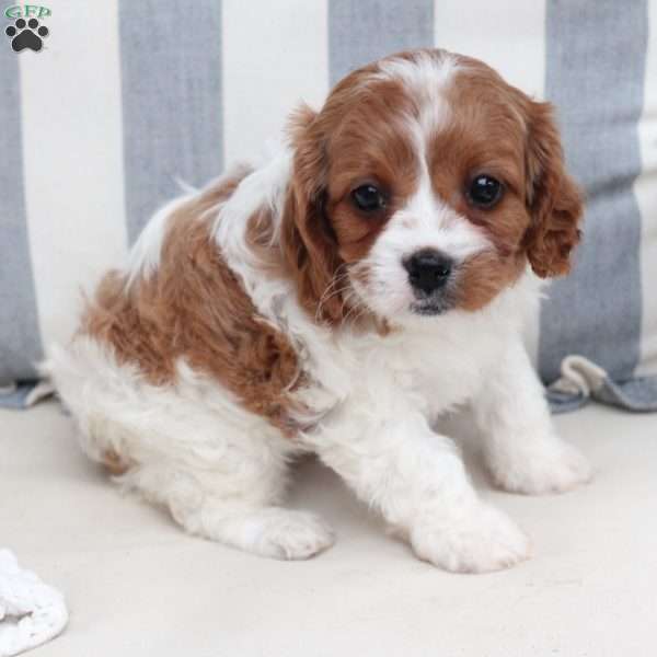 Ginger, Cavapoo Puppy