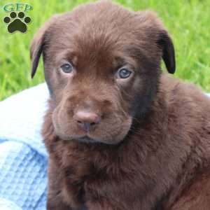 Easton, Chocolate Labrador Retriever Puppy