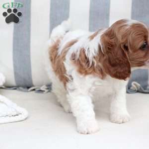 Ginger, Cavapoo Puppy