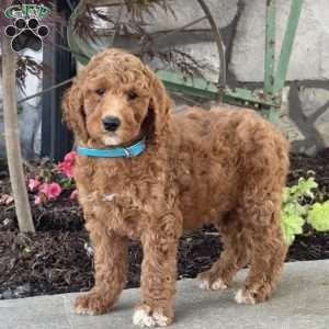 Lacey, Goldendoodle Puppy