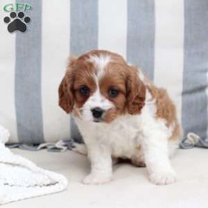 Ginger, Cavapoo Puppy