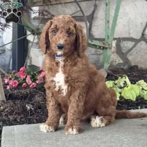 Lenny, Goldendoodle Puppy