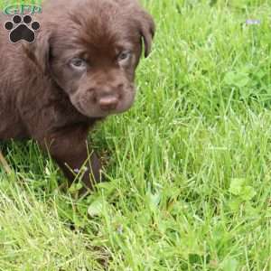 Easton, Chocolate Labrador Retriever Puppy