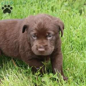 Easton, Chocolate Labrador Retriever Puppy