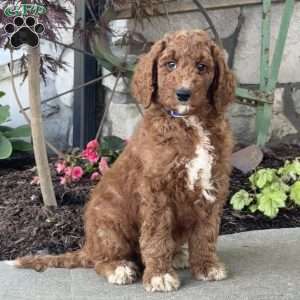 Lenny, Goldendoodle Puppy