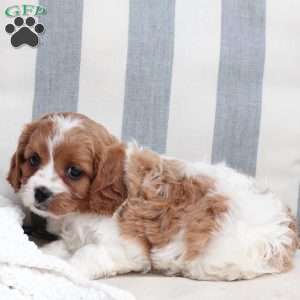Ginger, Cavapoo Puppy