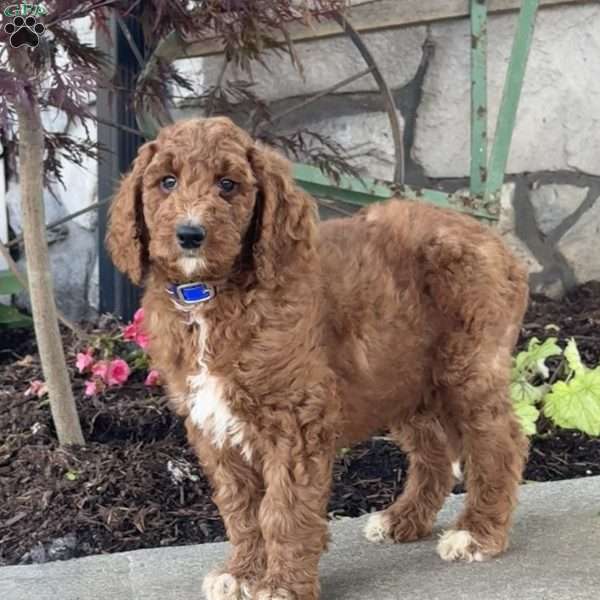Lenny, Goldendoodle Puppy
