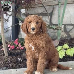Linus, Goldendoodle Puppy