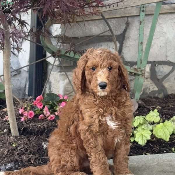 Linus, Goldendoodle Puppy
