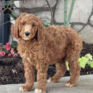 Linus, Goldendoodle Puppy