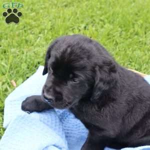 Eddie, Chocolate Labrador Retriever Puppy