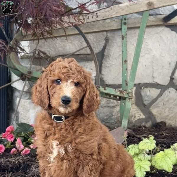 Lilly, Goldendoodle Puppy