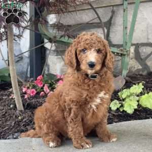 Lilly, Goldendoodle Puppy