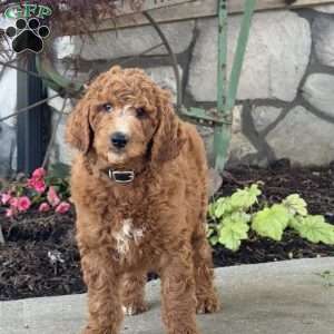 Lilly, Goldendoodle Puppy