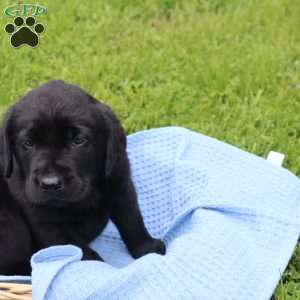 Eddie, Chocolate Labrador Retriever Puppy