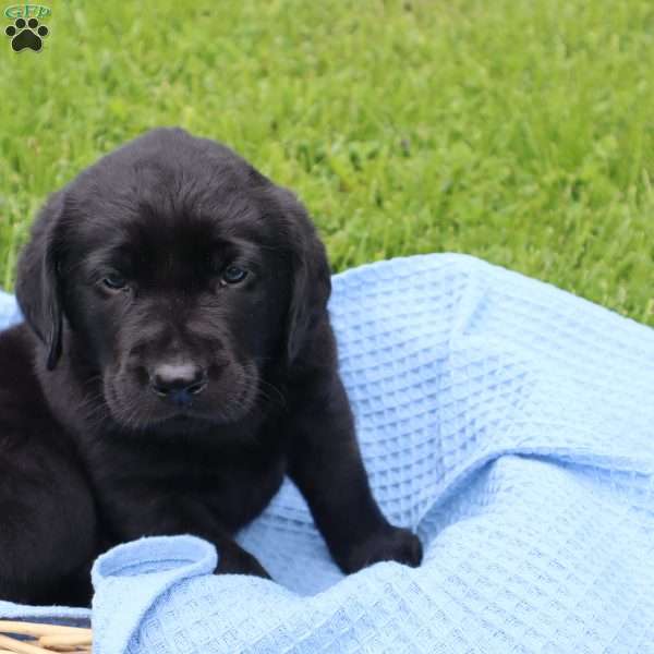 Eddie, Chocolate Labrador Retriever Puppy