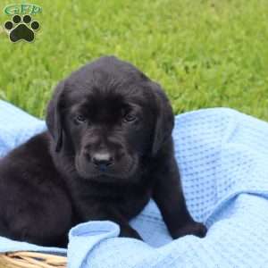 Eddie, Chocolate Labrador Retriever Puppy