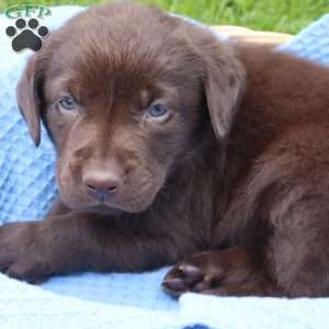 Emmett, Chocolate Labrador Retriever Puppy