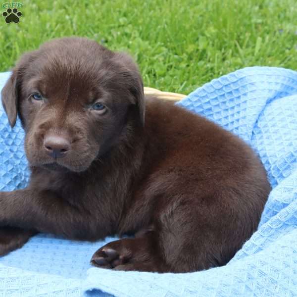 Emmett, Chocolate Labrador Retriever Puppy