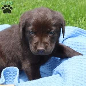 Emmett, Chocolate Labrador Retriever Puppy