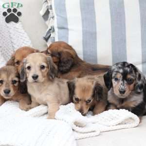 Skye, Dachshund Puppy