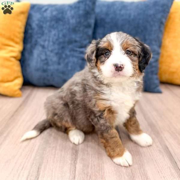 Gracie, Mini Bernedoodle Puppy
