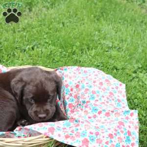 Emma, Chocolate Labrador Retriever Puppy