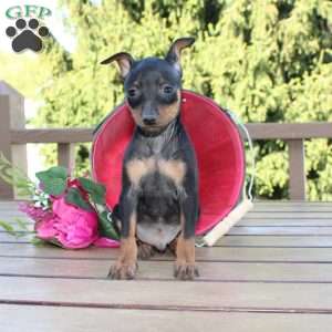Jimmy, Miniature Pinscher Puppy