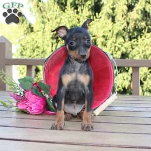 Jimmy, Miniature Pinscher Puppy
