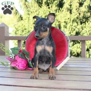 Jimmy, Miniature Pinscher Puppy