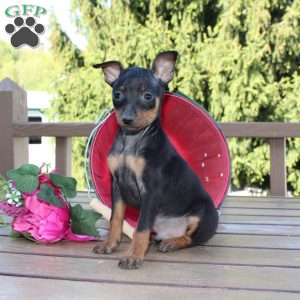 Jimmy, Miniature Pinscher Puppy