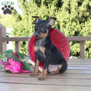 Jimmy, Miniature Pinscher Puppy