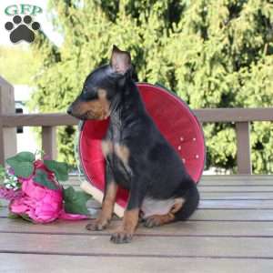 Jimmy, Miniature Pinscher Puppy