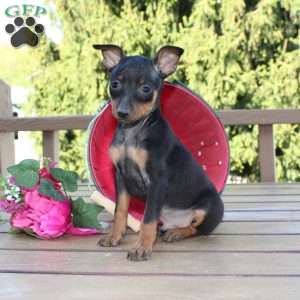 Jimmy, Miniature Pinscher Puppy