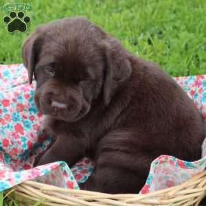 Emma, Chocolate Labrador Retriever Puppy