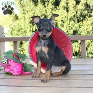 Jimmy, Miniature Pinscher Puppy