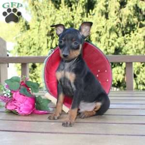 Jimmy, Miniature Pinscher Puppy
