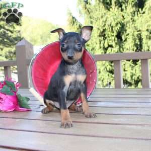 Jimmy, Miniature Pinscher Puppy