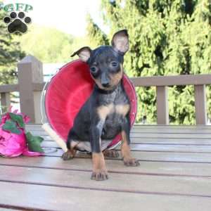 Jimmy, Miniature Pinscher Puppy