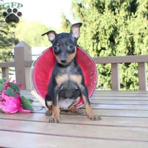 Jimmy, Miniature Pinscher Puppy