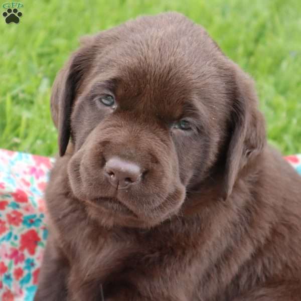 Emma, Chocolate Labrador Retriever Puppy