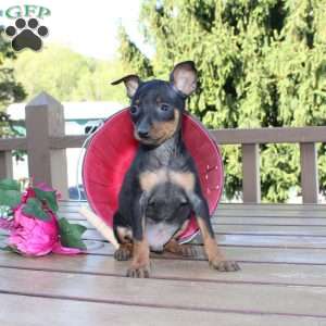 Jimmy, Miniature Pinscher Puppy